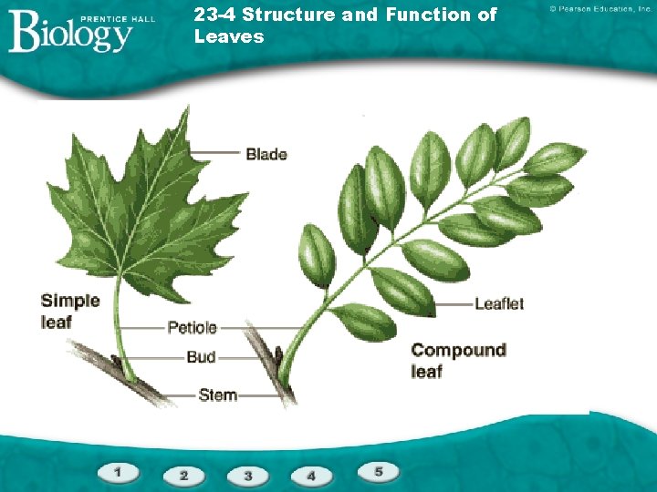 23 -4 Structure and Function of Leaves 