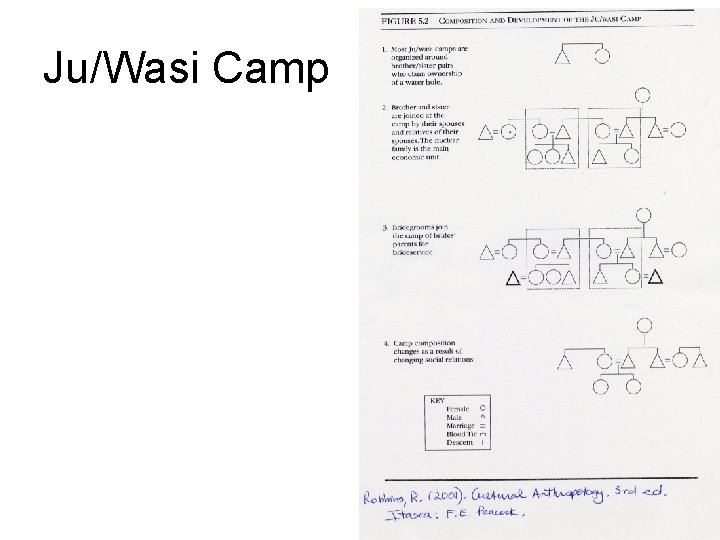 Ju/Wasi Camp 