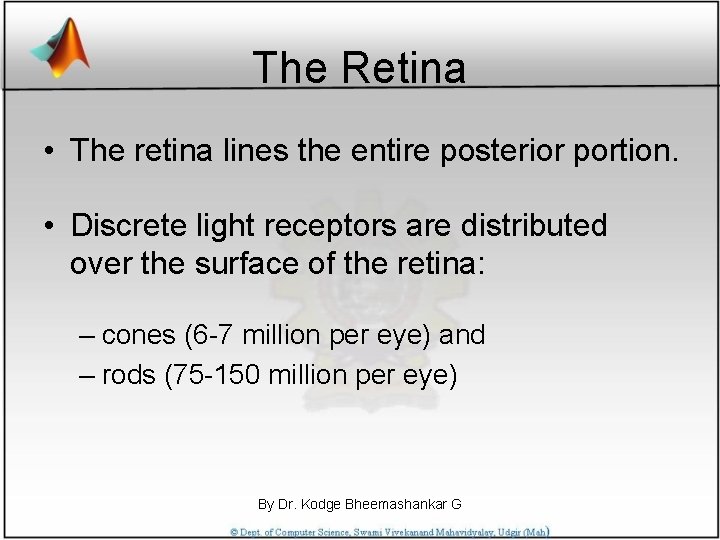 The Retina • The retina lines the entire posterior portion. • Discrete light receptors