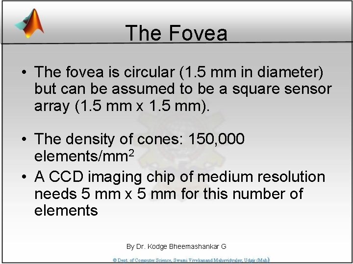 The Fovea • The fovea is circular (1. 5 mm in diameter) but can