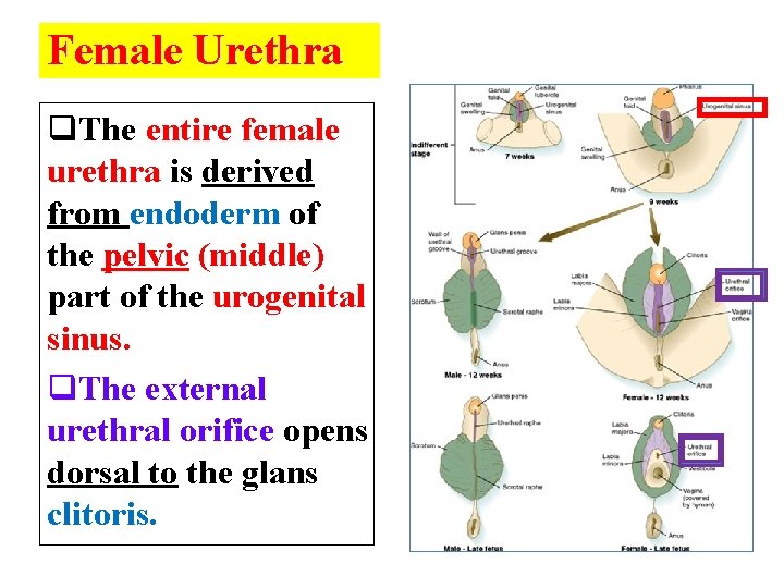 Female Urethra q. The entire female urethra is derived from endoderm of the pelvic