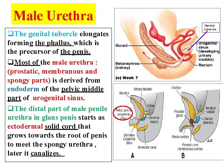 Male Urethra q. The genital tubercle elongates forming the phallus, which is the precursor
