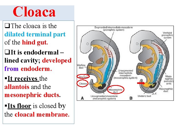  Cloaca q. The cloaca is the dilated terminal part of the hind gut.