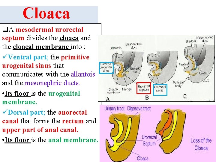 Cloaca q. A mesodermal urorectal septum divides the cloaca and the cloacal membrane into