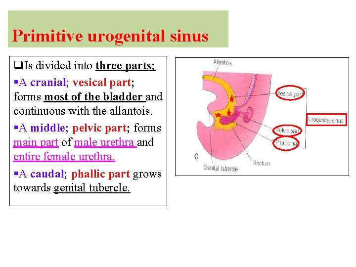 Primitive urogenital sinus q. Is divided into three parts; §A cranial; vesical part; forms