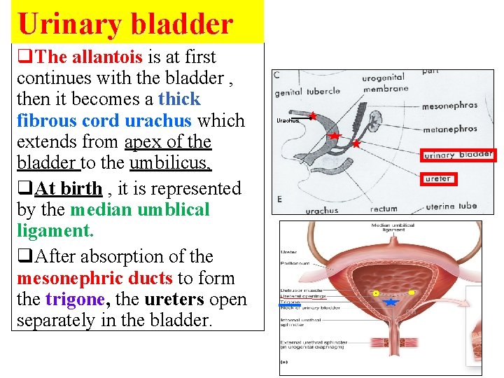 Urinary bladder q. The allantois is at first continues with the bladder , then