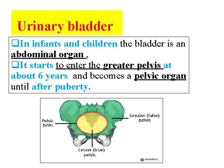  Urinary bladder q. In infants and children the bladder is an abdominal organ