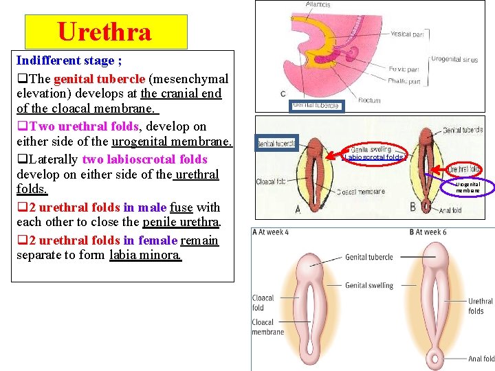  Urethra Indifferent stage ; q. The genital tubercle (mesenchymal elevation) develops at the