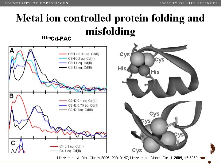 Metal ion controlled protein folding and misfolding 111 m. Cd-PAC Cys His Cys Cys