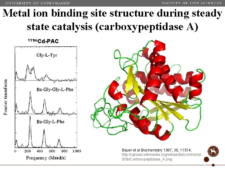 Metal ion binding site structure during steady state catalysis (carboxypeptidase A) 111 m. Cd-PAC