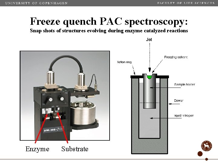 Freeze quench PAC spectroscopy: Snap shots of structures evolving during enzyme catalyzed reactions Enzyme