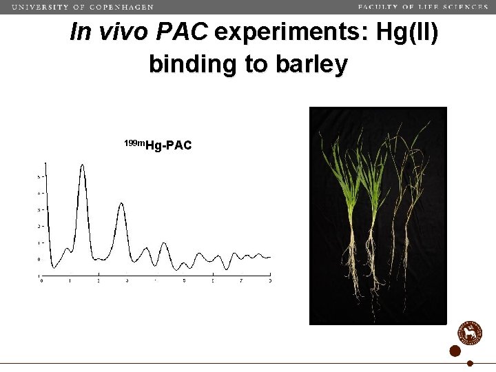 In vivo PAC experiments: Hg(II) binding to barley 199 m. Hg-PAC 