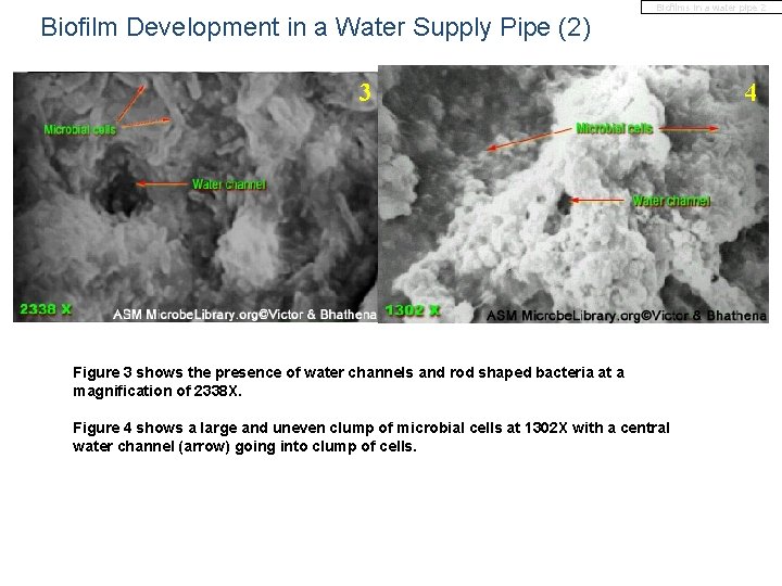 Biofilm Development in a Water Supply Pipe (2) Biofilms in a water pipe 2