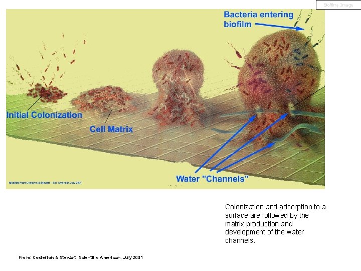 Biofilms Image Colonization and adsorption to a surface are followed by the matrix production