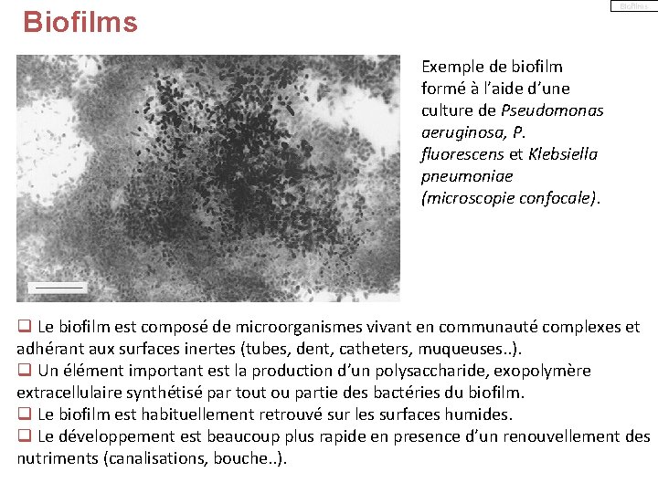 Biofilms Exemple de biofilm formé à l’aide d’une culture de Pseudomonas aeruginosa, P. fluorescens