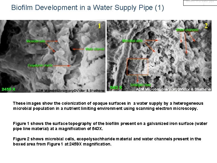 Biofilm Development in a Water Supply Pipe (1) Biofilms in a water pipe 1