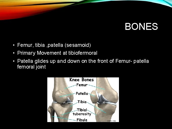 BONES • Femur, tibia , patella (sesamoid) • Primary Movement at tibiofermoral • Patella