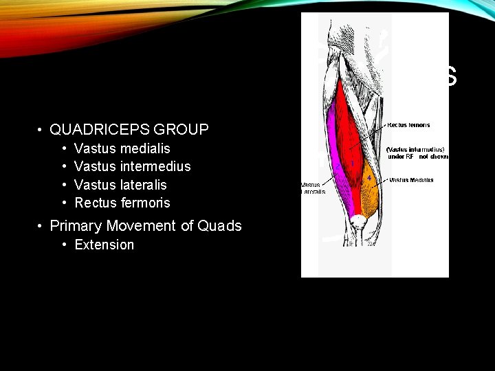 MUSCLES • QUADRICEPS GROUP • • Vastus medialis Vastus intermedius Vastus lateralis Rectus fermoris