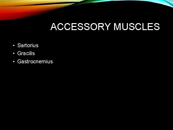 ACCESSORY MUSCLES • Sartorius • Gracilis • Gastrocnemius 