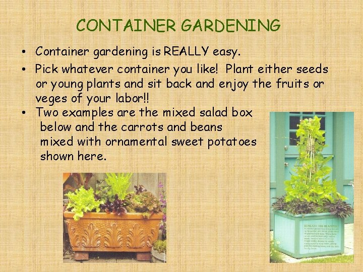 CONTAINER GARDENING • Container gardening is REALLY easy. • Pick whatever container you like!