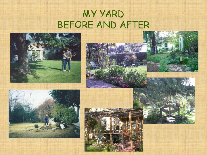 MY YARD BEFORE AND AFTER 