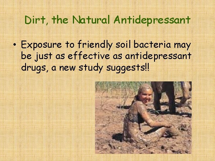 Dirt, the Natural Antidepressant • Exposure to friendly soil bacteria may be just as