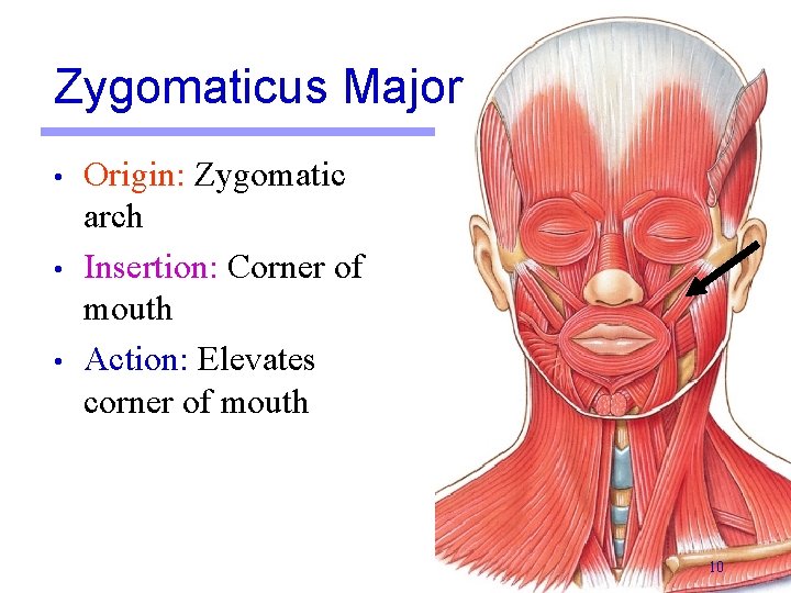 Zygomaticus Major • • • Origin: Zygomatic arch Insertion: Corner of mouth Action: Elevates