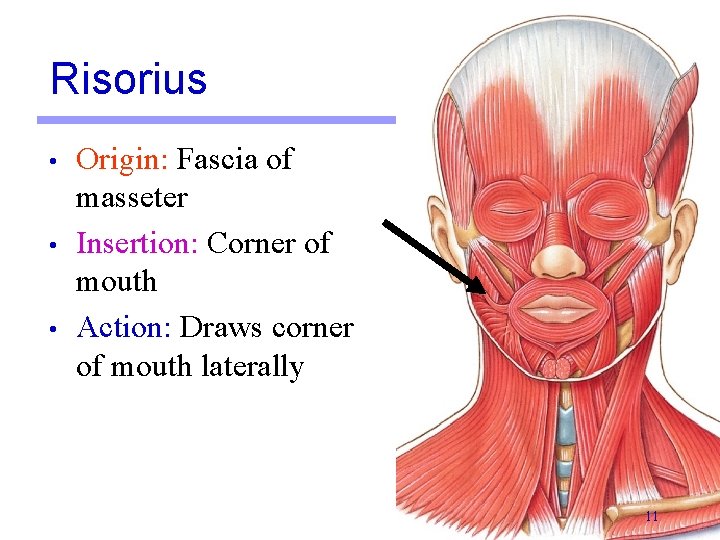 Risorius • • • Origin: Fascia of masseter Insertion: Corner of mouth Action: Draws