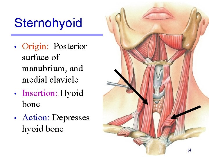 Sternohyoid • • • Origin: Posterior surface of manubrium, and medial clavicle Insertion: Hyoid