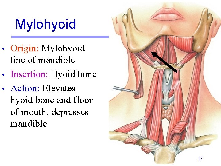 Mylohyoid • • • Origin: Mylohyoid line of mandible Insertion: Hyoid bone Action: Elevates
