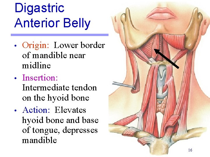 Digastric Anterior Belly • • • Origin: Lower border of mandible near midline Insertion: