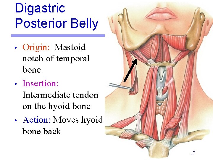 Digastric Posterior Belly • • • Origin: Mastoid notch of temporal bone Insertion: Intermediate