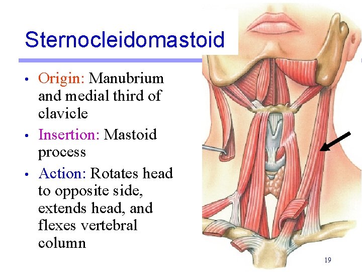 Sternocleidomastoid • • • Origin: Manubrium and medial third of clavicle Insertion: Mastoid process