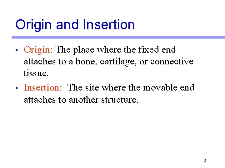 Origin and Insertion • • Origin: The place where the fixed end attaches to
