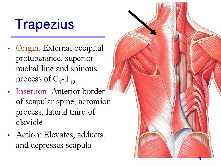 Trapezius • • • Origin: External occipital protuberance, superior nuchal line and spinous process