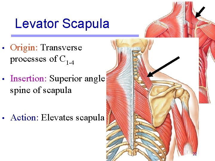 Levator Scapula • Origin: Transverse processes of C 1 -4 • Insertion: Superior angle