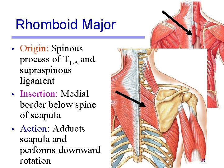 Rhomboid Major • • • Origin: Spinous process of T 1 -5 and supraspinous