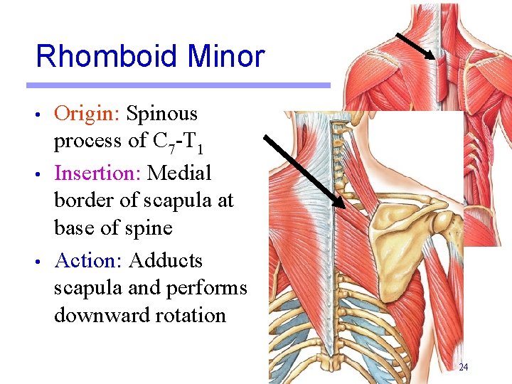 Rhomboid Minor • • • Origin: Spinous process of C 7 -T 1 Insertion: