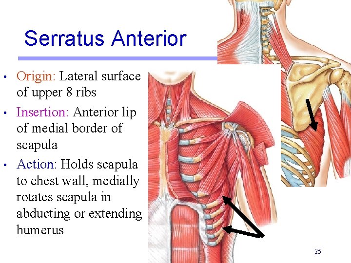 Serratus Anterior • • • Origin: Lateral surface of upper 8 ribs Insertion: Anterior