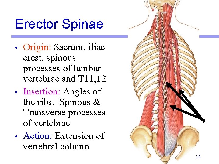 Erector Spinae • • • Origin: Sacrum, iliac crest, spinous processes of lumbar vertebrae