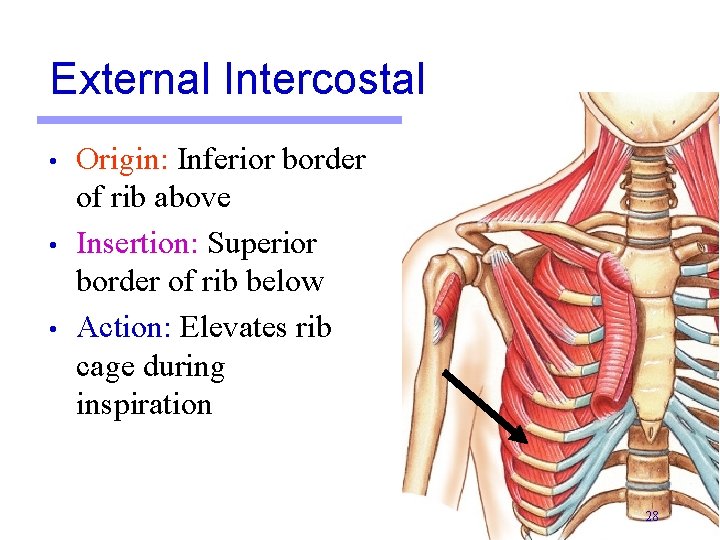 External Intercostal • • • Origin: Inferior border of rib above Insertion: Superior border