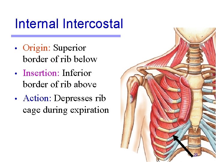 Internal Intercostal • • • Origin: Superior border of rib below Insertion: Inferior border