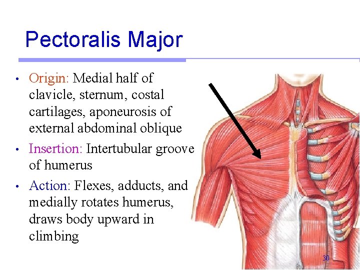 Pectoralis Major • • • Origin: Medial half of clavicle, sternum, costal cartilages, aponeurosis