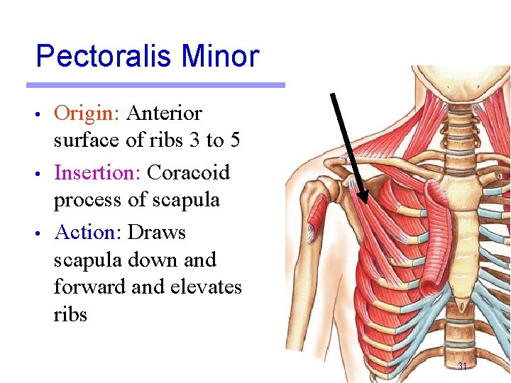 Pectoralis Minor • • • Origin: Anterior surface of ribs 3 to 5 Insertion: