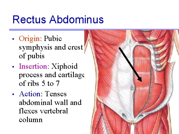 Rectus Abdominus • • • Origin: Pubic symphysis and crest of pubis Insertion: Xiphoid