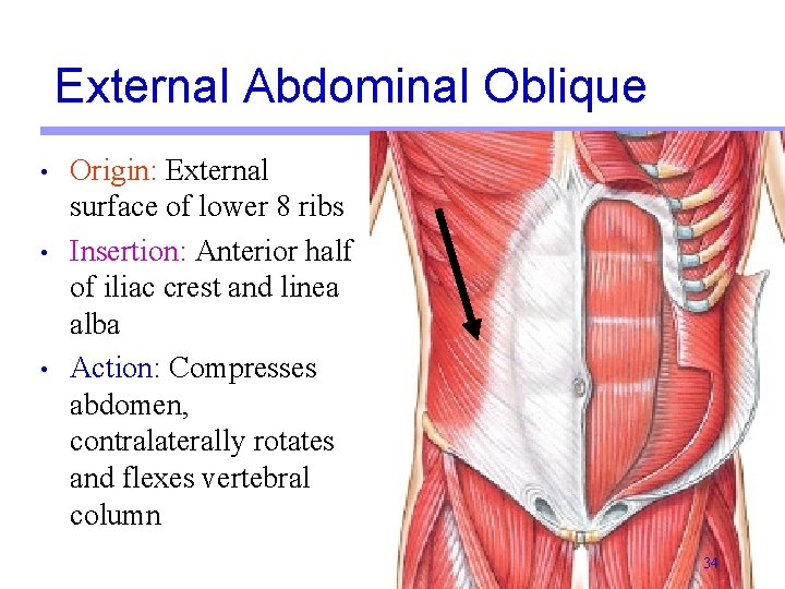 External Abdominal Oblique • • • Origin: External surface of lower 8 ribs Insertion: