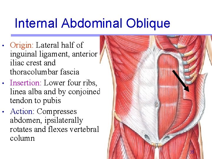 Internal Abdominal Oblique • • • Origin: Lateral half of inguinal ligament, anterior iliac