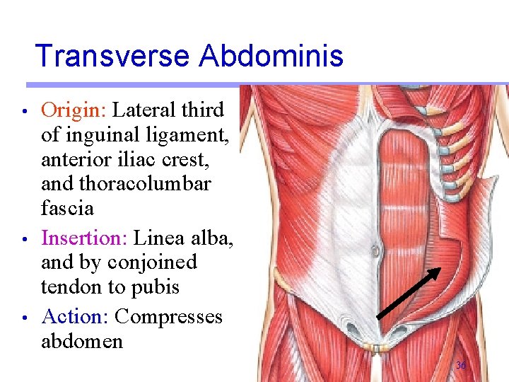 Transverse Abdominis • • • Origin: Lateral third of inguinal ligament, anterior iliac crest,