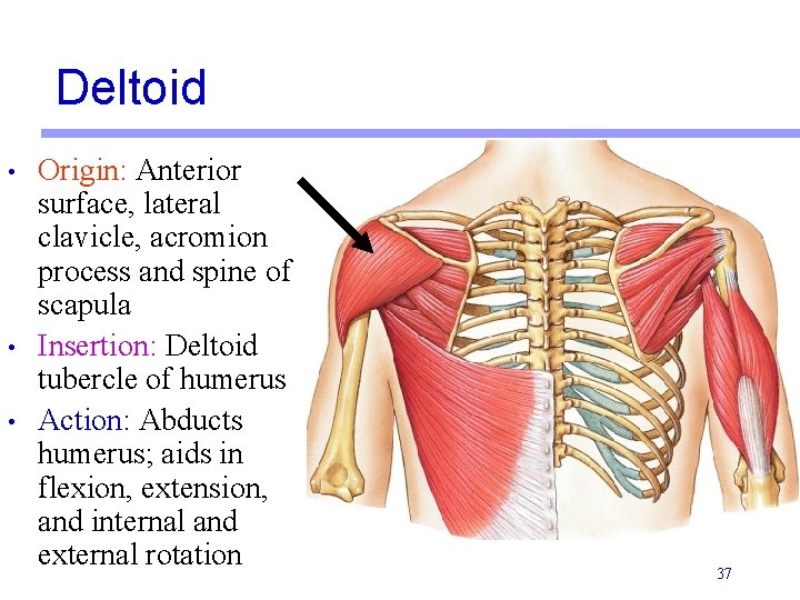 Deltoid • • • Origin: Anterior surface, lateral clavicle, acromion process and spine of