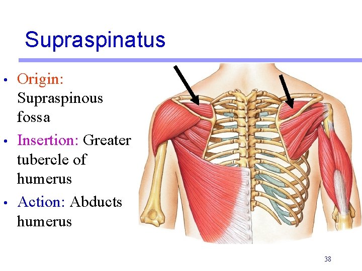 Supraspinatus • • • Origin: Supraspinous fossa Insertion: Greater tubercle of humerus Action: Abducts